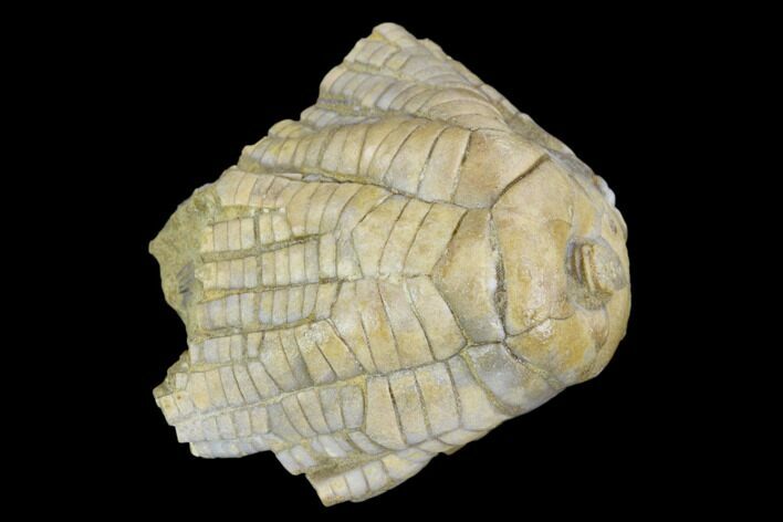 Fossil Crinoid (Zeacrinites) - Alabama #122382